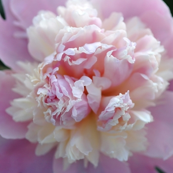 Paeonia lactiflora 'Whopper' (034564)