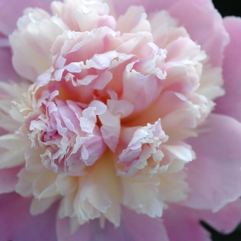 Paeonia lactiflora 'Whopper' (034565)