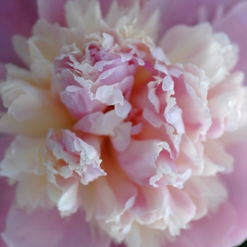 Paeonia lactiflora 'Whopper' (034566)