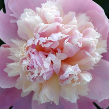 Paeonia lactiflora 'Whopper' (034567)