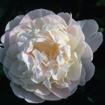 Paeonia lactiflora 'Autens Pride' (034570)