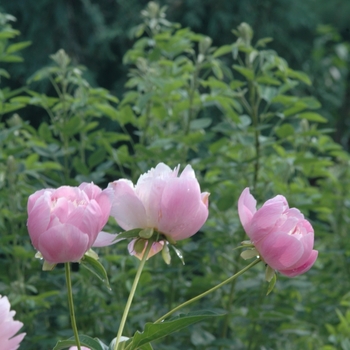 Paeonia lactiflora 'Bowl of Beauty' (034573)