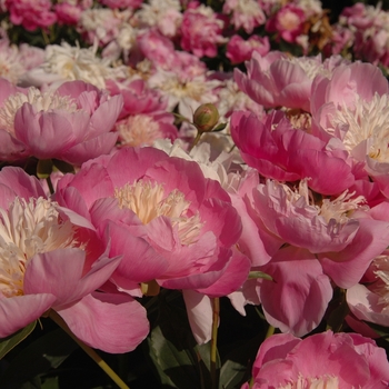 Paeonia lactiflora 'Bowl of Beauty' (034577)