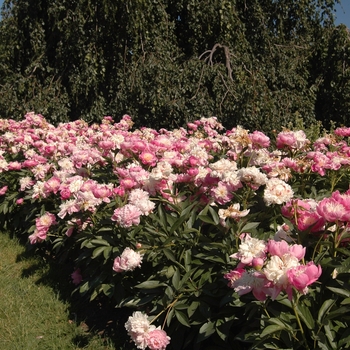 Paeonia lactiflora 'Bowl of Beauty' (034578)