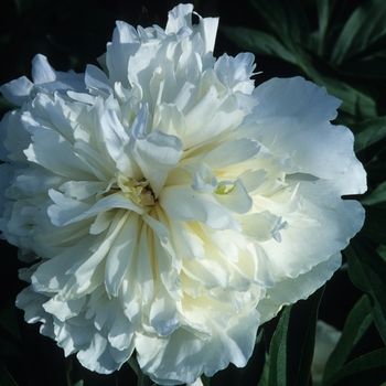 Paeonia lactiflora 'Duchess de Nemours' (034582)