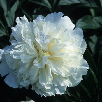 Paeonia lactiflora 'Duchess de Nemours' (034583)