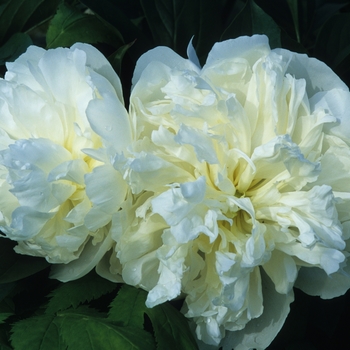 Paeonia lactiflora 'Duchess de Nemours' (034584)