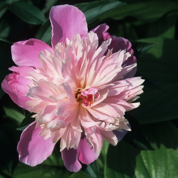 Paeonia lactiflora 'Duchesse d'Orleans' (034585)