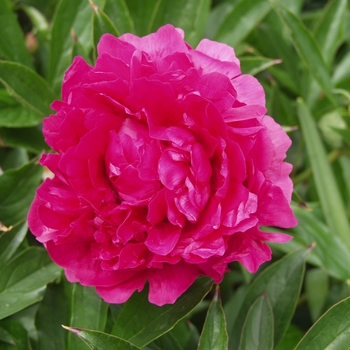 Paeonia lactiflora 'Felix Supreme' (034589)