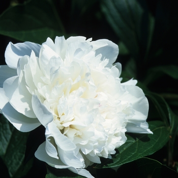 Paeonia lactiflora 'Festiva Maxima' (034591)