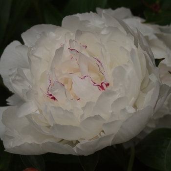 Paeonia lactiflora 'Festiva Maxima' (034592)