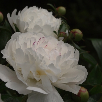 Paeonia lactiflora 'Festiva Maxima' (034593)