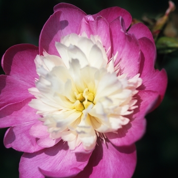 Paeonia lactiflora 'Gay Paree' (034596)