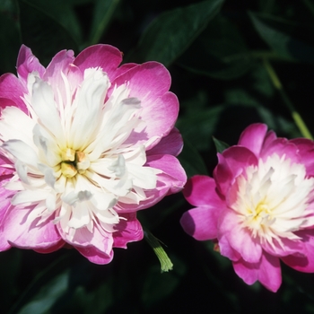 Paeonia lactiflora 'Gay Paree' (034597)