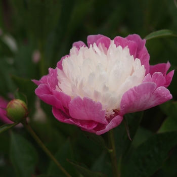 Paeonia lactiflora 'Gay Paree' (034598)