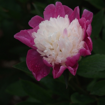 Paeonia lactiflora 'Gay Paree' (034599)