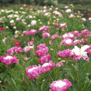 Paeonia lactiflora 'Gay Paree' (034600)