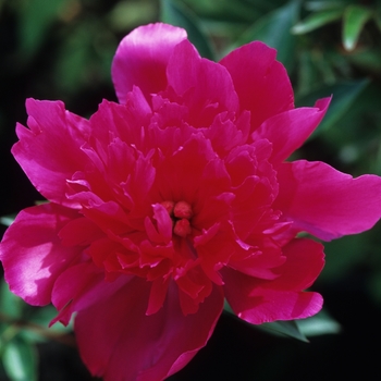 Paeonia lactiflora 'Grover Cleveland' (034603)