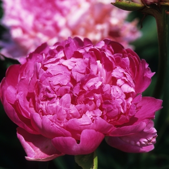 Paeonia lactiflora 'Helen Hayes' (034604)