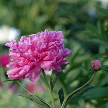 Paeonia lactiflora 'Helen Hayes' (034605)