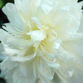 Paeonia lactiflora 'Honey Gold' (034608)