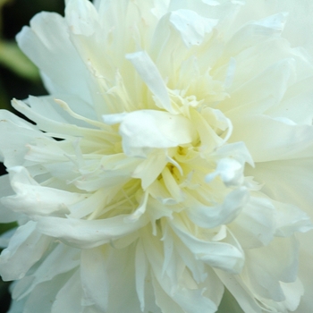 Paeonia lactiflora 'Honey Gold' (034609)