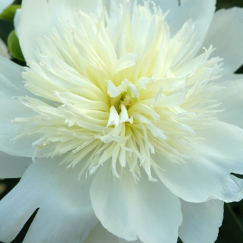 Paeonia lactiflora 'Honey Gold' (034610)