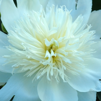 Paeonia lactiflora 'Honey Gold' (034611)