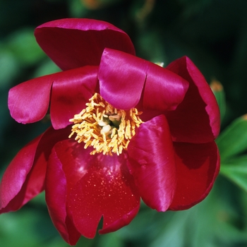 Paeonia lactiflora 'Illini Warrior' (034614)