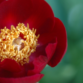 Paeonia lactiflora 'Illini Warrior' (034615)