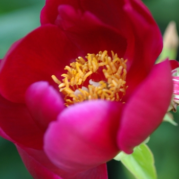 Paeonia lactiflora 'Illini Warrior' (034616)