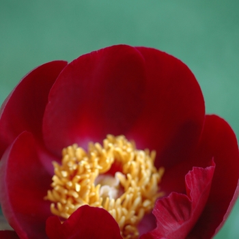 Paeonia lactiflora 'Illini Warrior' (034617)