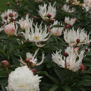 Paeonia 'Lois Kelsey' (034623)