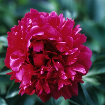 Paeonia lactiflora 'Lora Dexheimer' (034625)