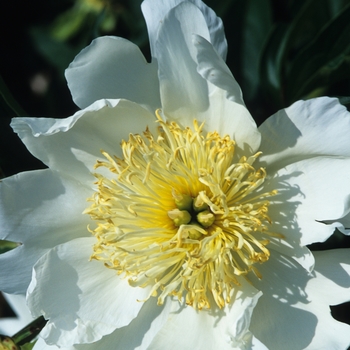 Paeonia lactiflora 'Lotis Queen' (034626)