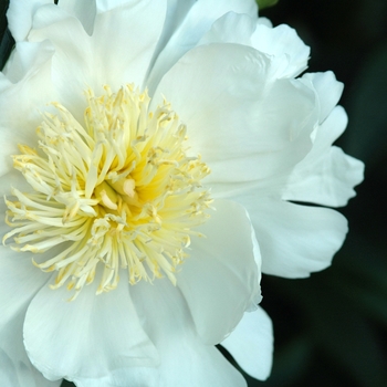 Paeonia lactiflora 'Lotis Queen' (034627)