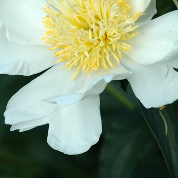 Paeonia lactiflora 'Lotis Queen' (034628)