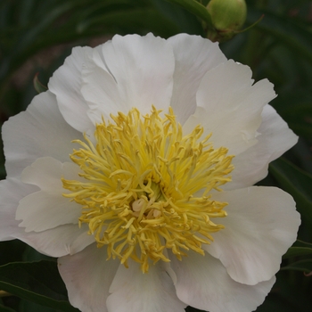 Paeonia lactiflora 'Lotis Queen' (034629)