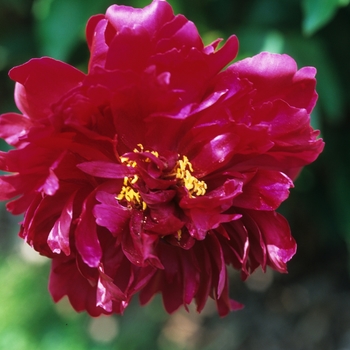 Paeonia lactiflora 'Maestro' (034631)