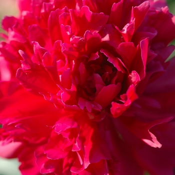 Paeonia lactiflora 'Maestro' (034632)