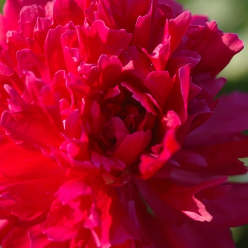 Paeonia lactiflora 'Maestro' (034633)