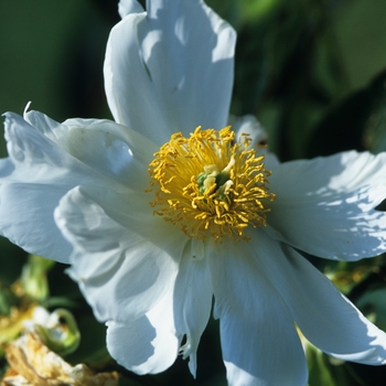 Paeonia lactiflora 'Minnie Shaylor' (034637)