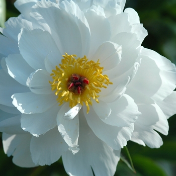 Paeonia lactiflora 'Minnie Shaylor' (034638)