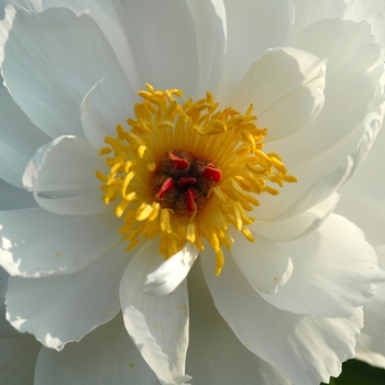 Paeonia lactiflora 'Minnie Shaylor' (034639)