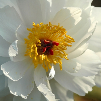 Paeonia lactiflora 'Minnie Shaylor' (034640)