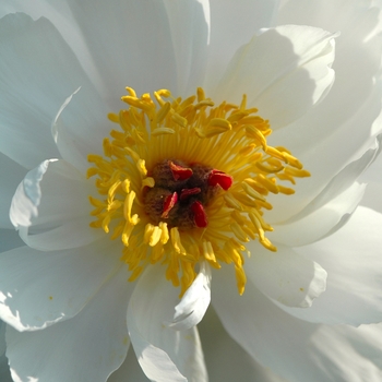 Paeonia lactiflora 'Minnie Shaylor' (034641)