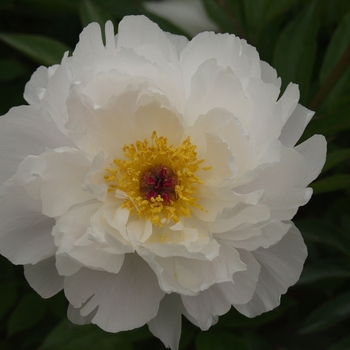 Paeonia lactiflora 'Minnie Shaylor' (034642)