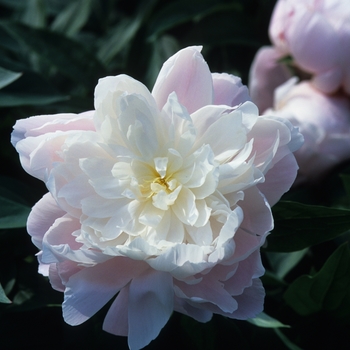 Paeonia lactiflora 'Mrs Franklin D Roosevelt' (034645)