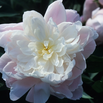 Paeonia lactiflora 'Mrs Franklin D Roosevelt' (034646)