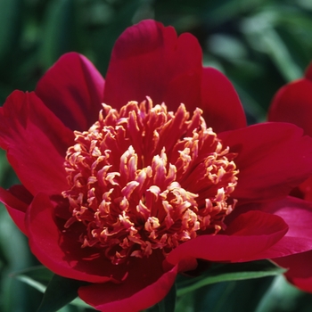 Paeonia lactiflora 'Nippon Beauty' (034649)